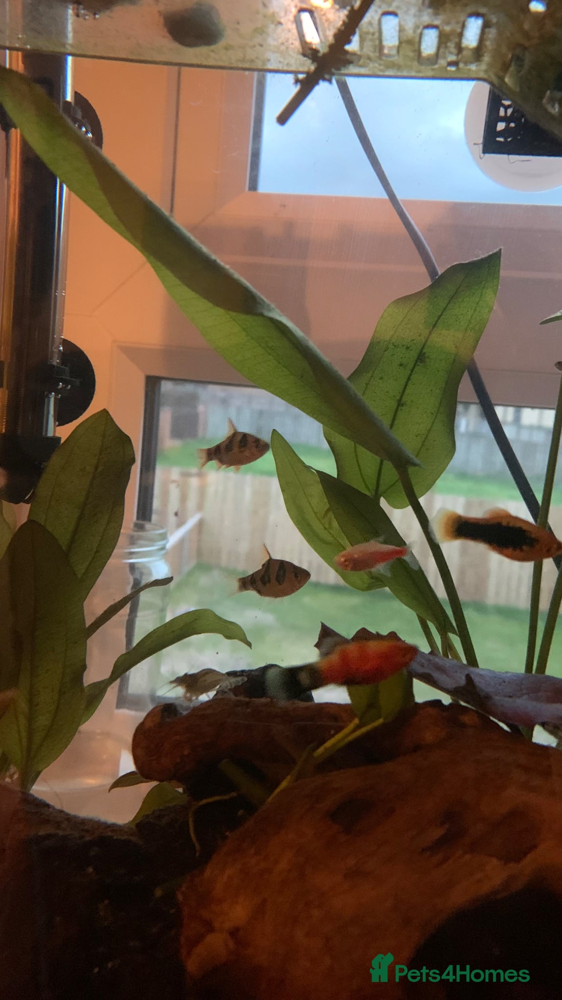 Platies fish Free Platies and Barbs - Advert 1