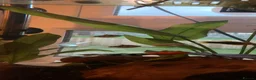 Platies fish for sale: Free Platies and Barbs - Advert 1