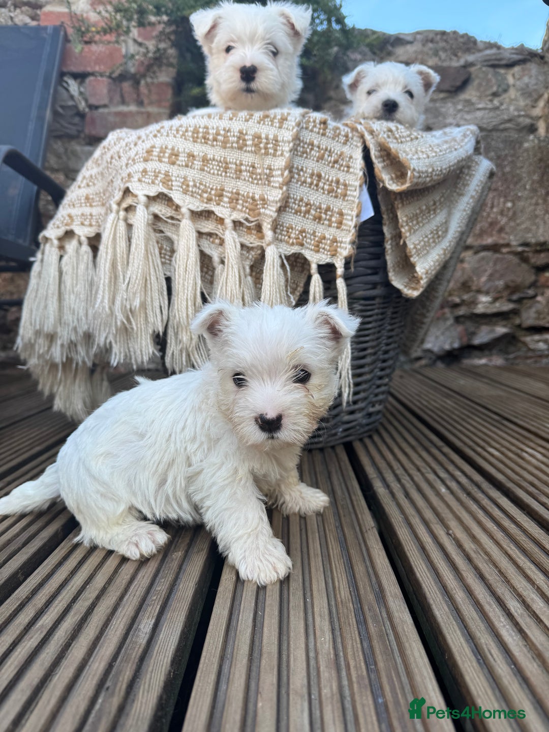 West Highland Terrier dogs for sale: West highland terrier  - Image 6