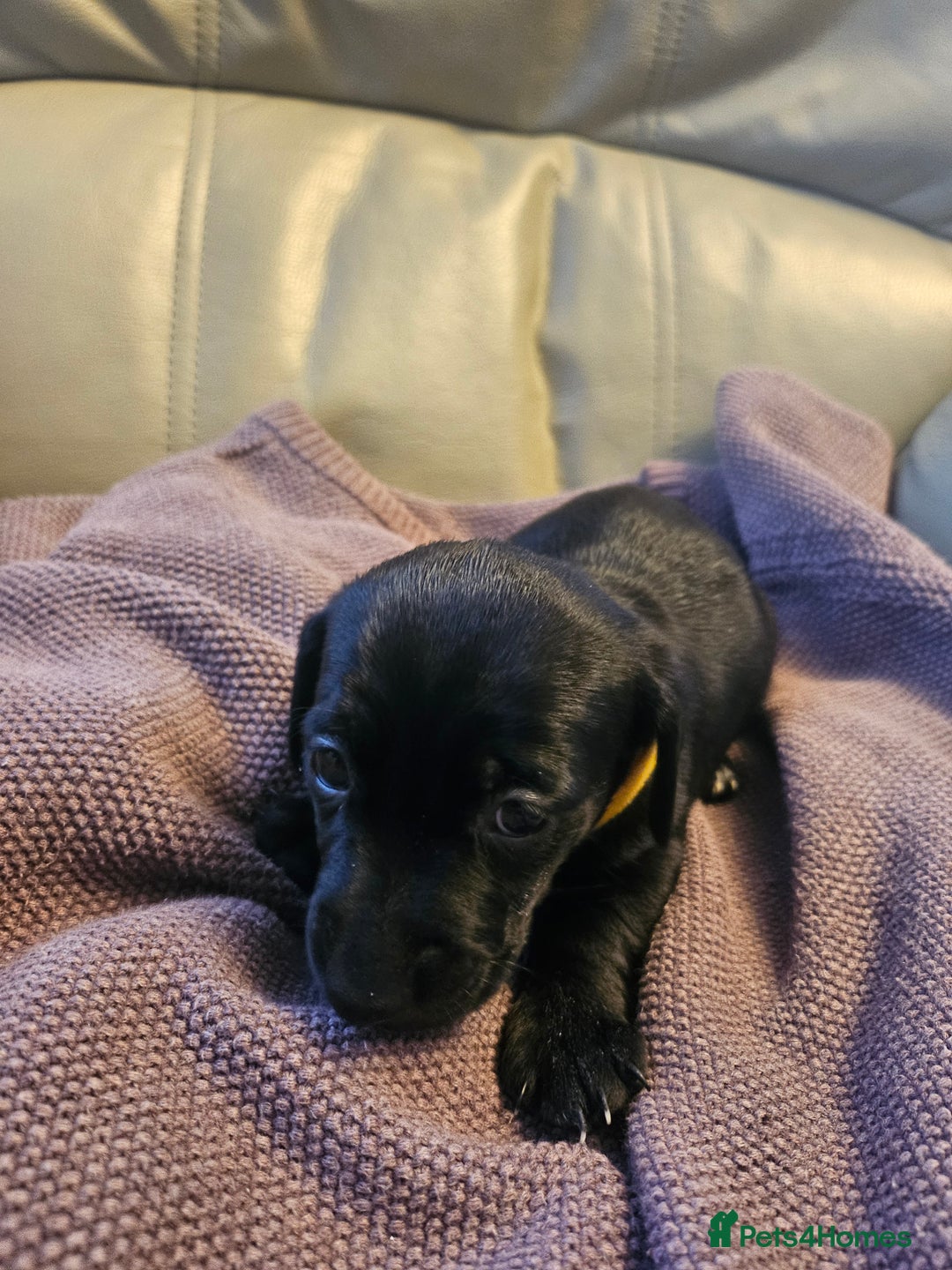 Mixed Breed dogs for sale: 1 pup available  - Image 4