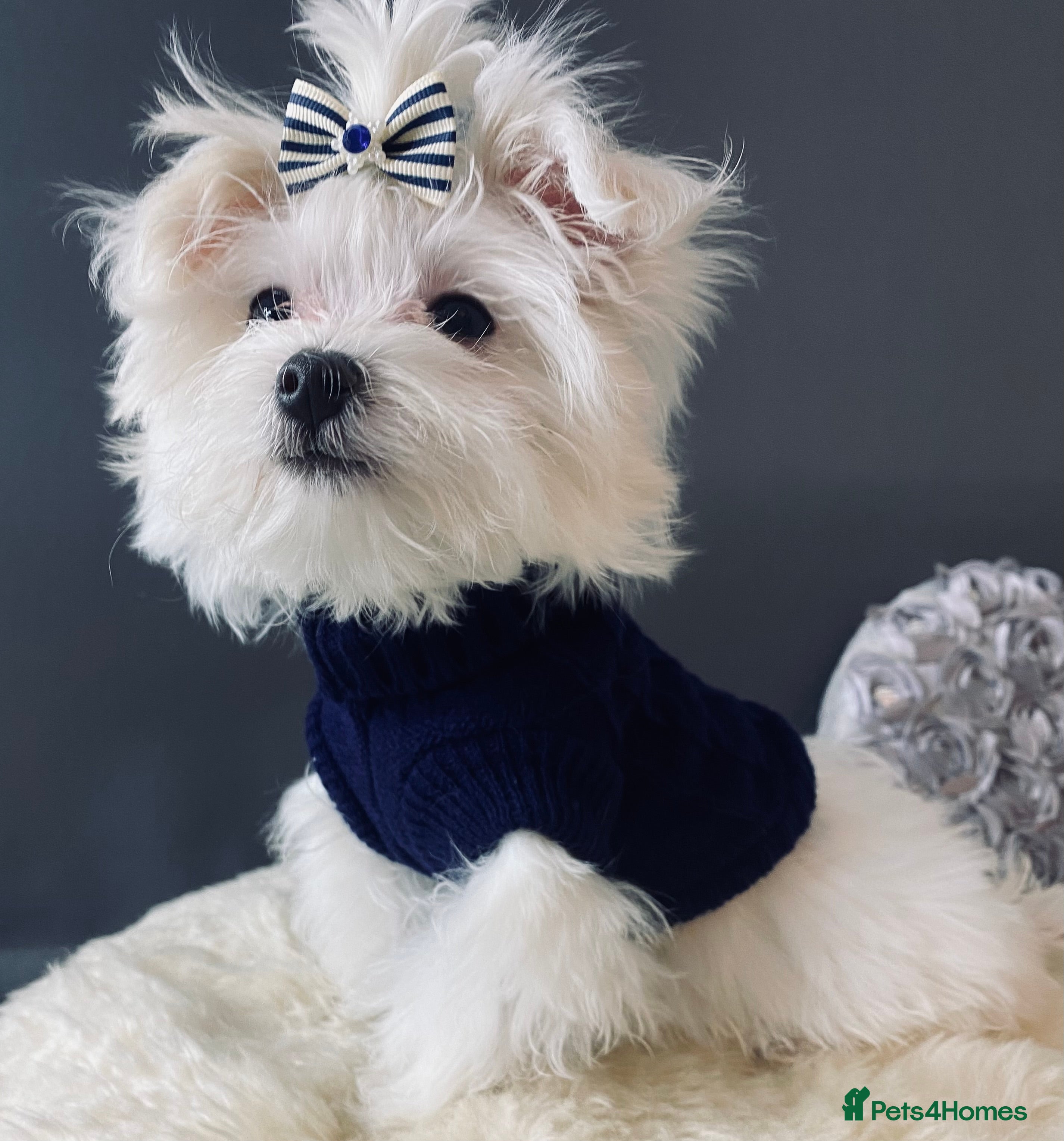 Maltese dogs ✨ Outstanding KC korean Maltese Puppies ✨ - Advert 4