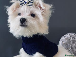 Maltese dogs ✨ Outstanding KC korean Maltese Puppies ✨ - Advert 2