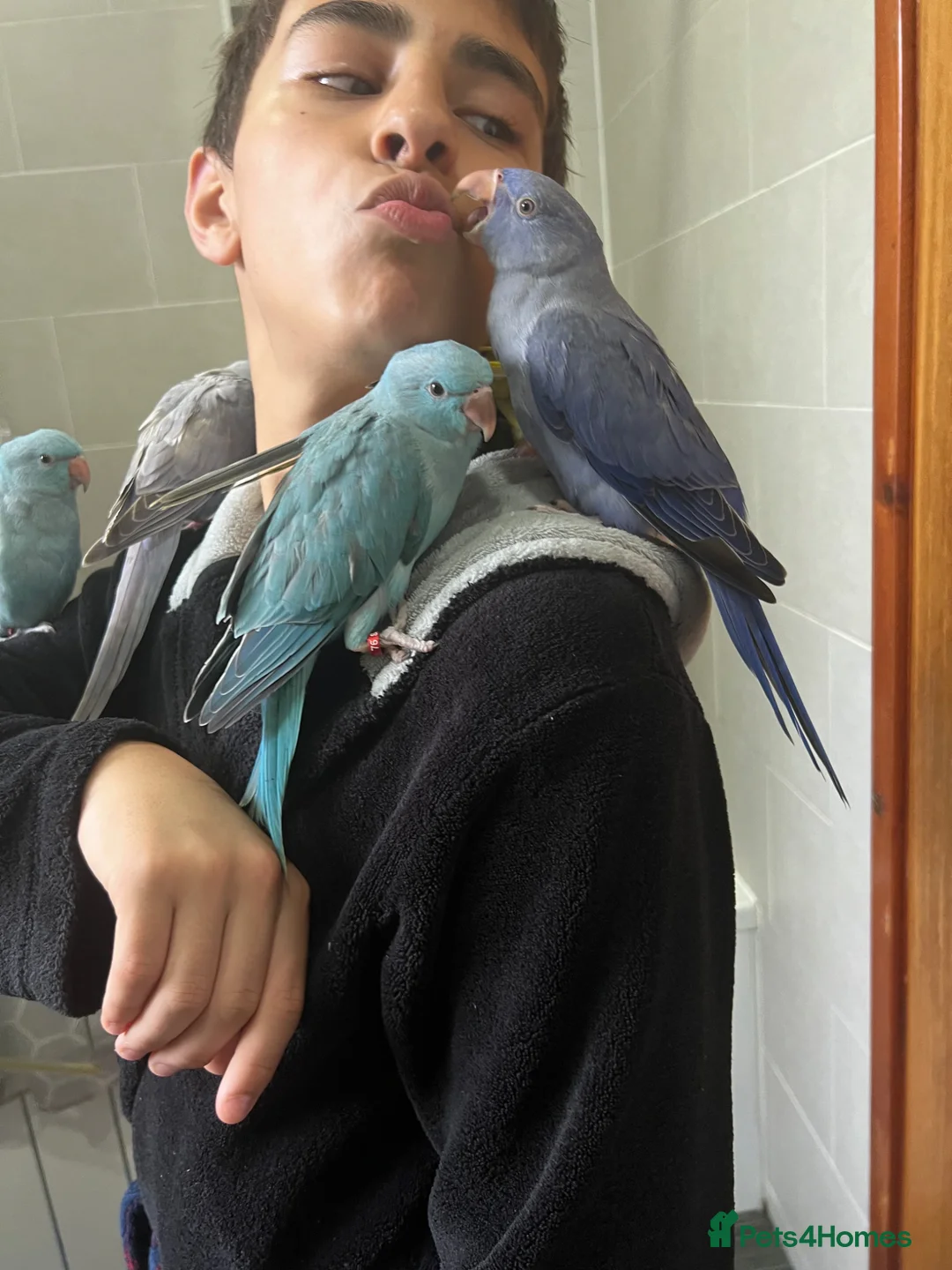 Ringnecks birds for sale:     Super Tame Hand Reared Babies £50 off today !  - Advert 1