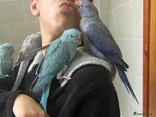 Ringnecks birds for sale: Super Tame Hand Reared Ringneck & Alex Babies! - Advert 2