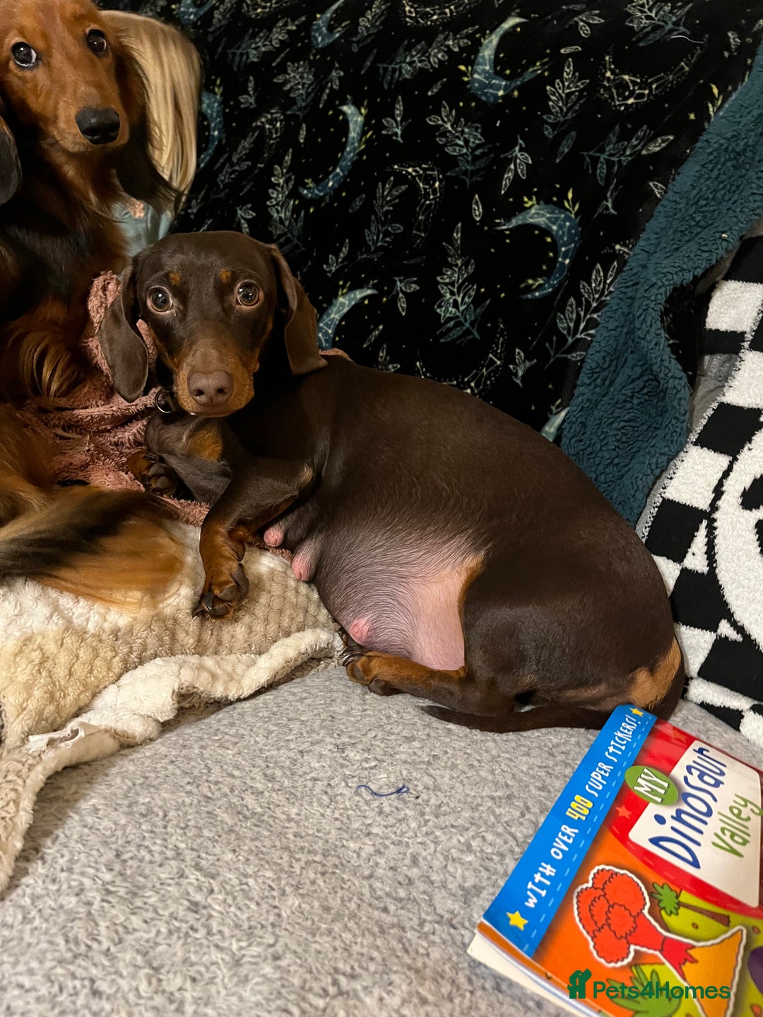 Miniature Dachshund dogs for sale: 4 beautiful miniature dachshunds  - Advert 11