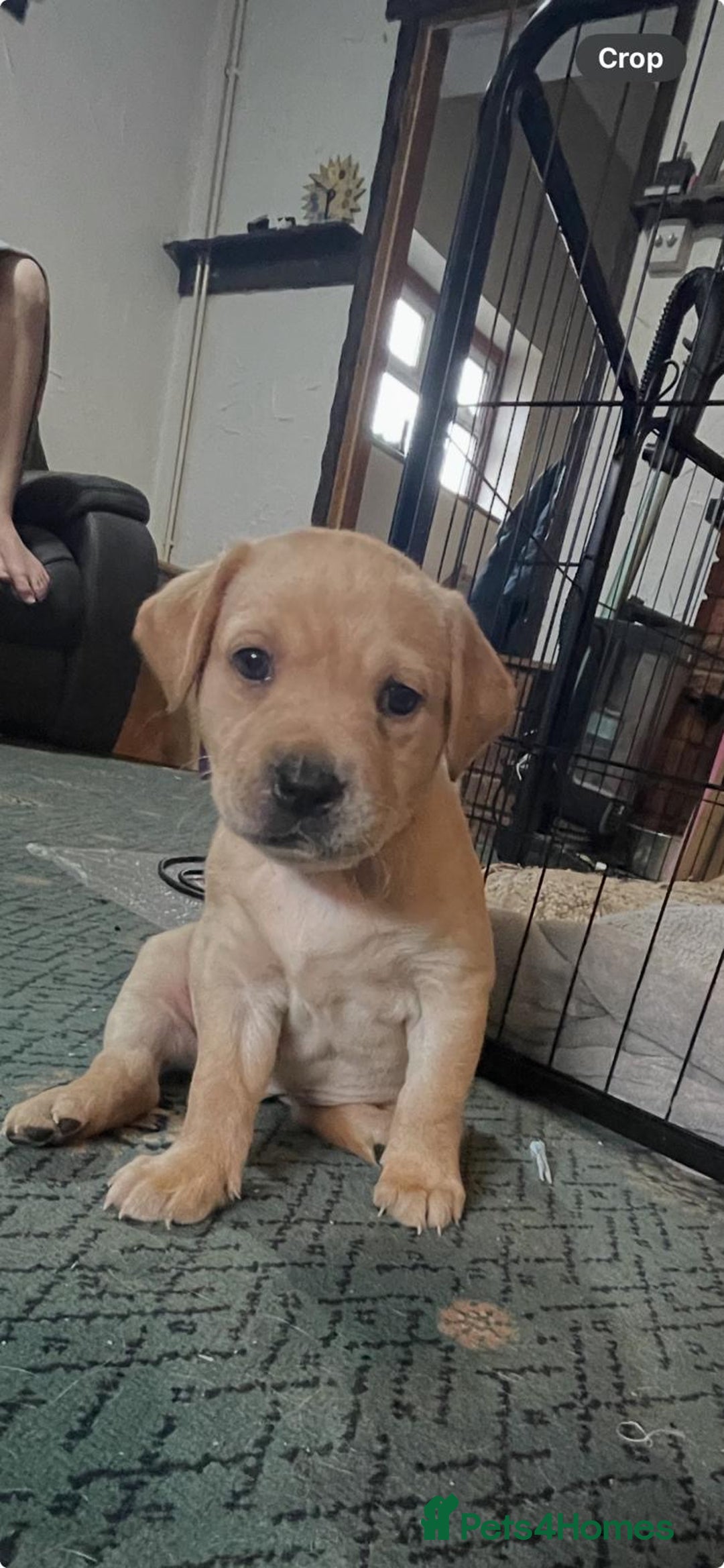 Labrador Retriever dogs for sale: Beautiful Labrador Puppies - Advert 14