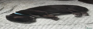 Mixed Breed 1