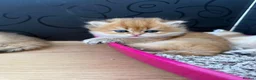 British Longhair cats for sale: ✨STUNNING Golden fluffy Gentleman TICA Registered✨ - Advert 7