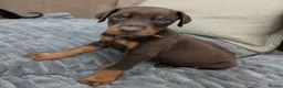 Dobermann dogs for sale: KC registered Dobermann pups - Advert 4