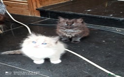 Siberian cats for sale: #4 lovely Siberian male kittens  - Image 19
