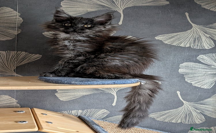 Maine Coon cats Tica registered Maine coon kittens - Advert 4