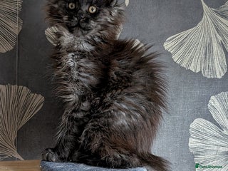 Maine Coon cats Tica registered Maine coon kittens - Advert 4