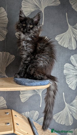 Maine Coon cats Tica registered Maine coon kittens - Advert 4