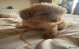 Cockapoo dogs for sale: Reduced F3 Cockapoo READY to leave 21st July  - Image 8
