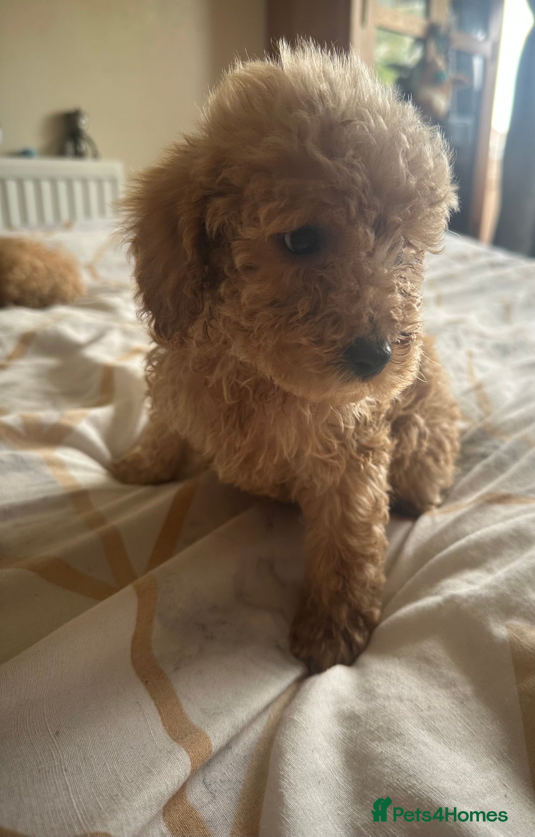Cockapoo dogs for sale: Reduced F3 Cockapoo READY to leave 21st July  - Image 8