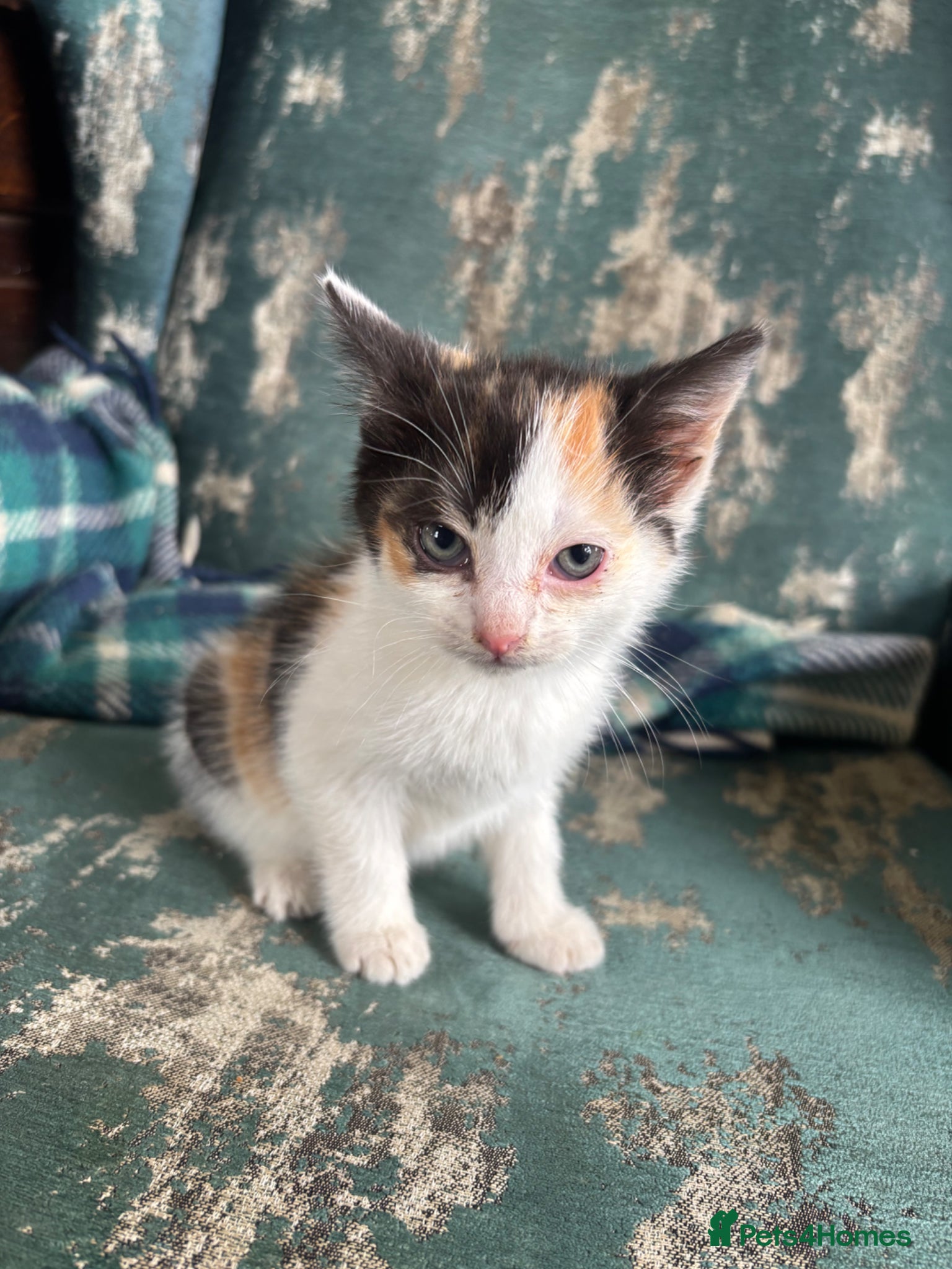 Mixed Breed cats 1 left!Gorgeous kittens - Advert 2