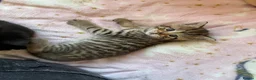 Mixed Breed cats for sale: 4 beautiful kittens  in Godalming - Advert 3