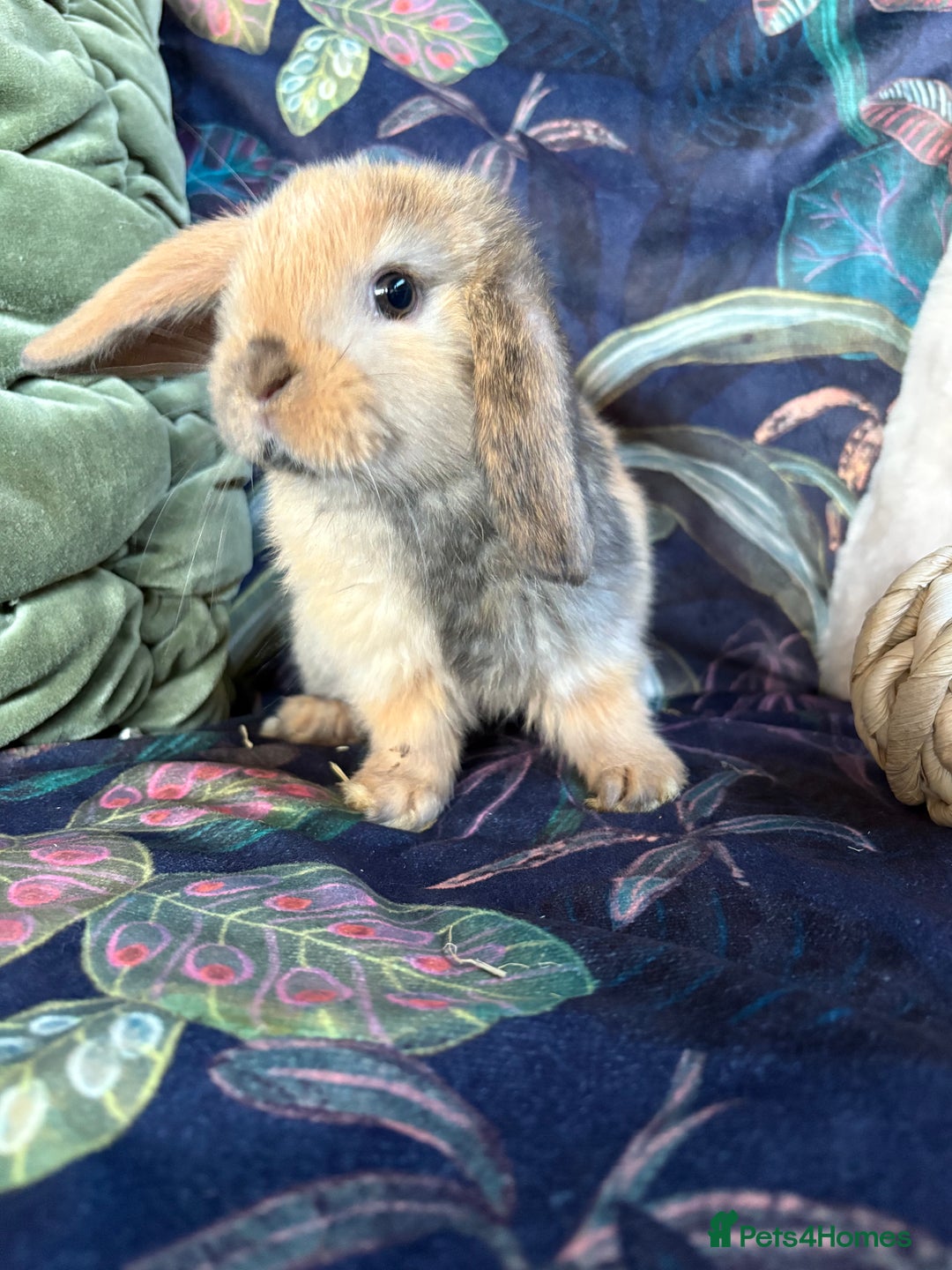 Mini Lop rabbits for sale: Friendly and curious mini lops (vaccinated) - Advert 5