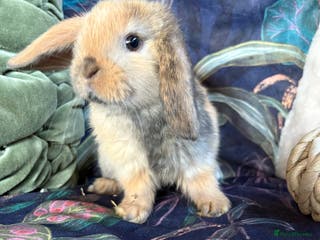 Mini Lop rabbits Friendly and curious mini lops (vaccinated) - Advert 15
