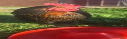 Chickens poultry for sale: *2 Healthy Hens with Quality Hutch £50 Quick Sale - Advert 2