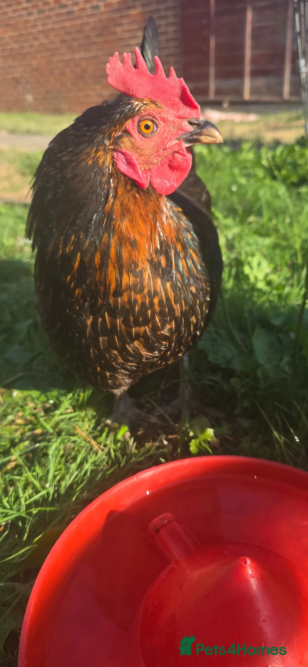 Chickens poultry for sale: *2 Healthy Hens with Quality Hutch £50 Quick Sale - Advert 2