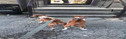 Plummer Terrier dogs for sale: Last two Plummer terrier puppies !! in Bradford - Advert 12