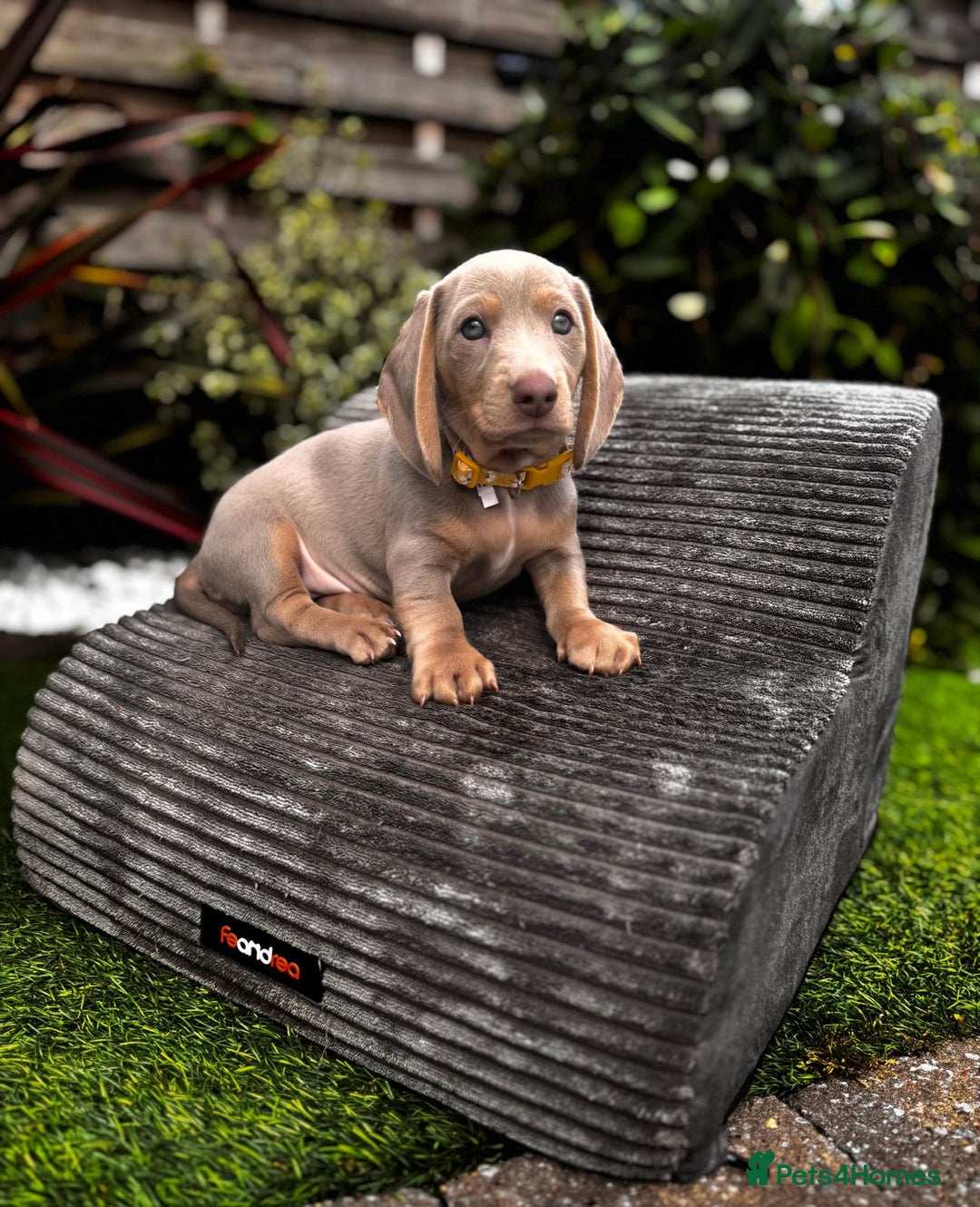 Miniature Dachshund dogs for sale: 💗 READY TO LEAVE - K.C MINIATURE DACHSHUND 💗 - Image 27