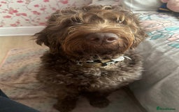Labradoodle dogs for sale: Chocolate Labradoodle Male - Advert 4