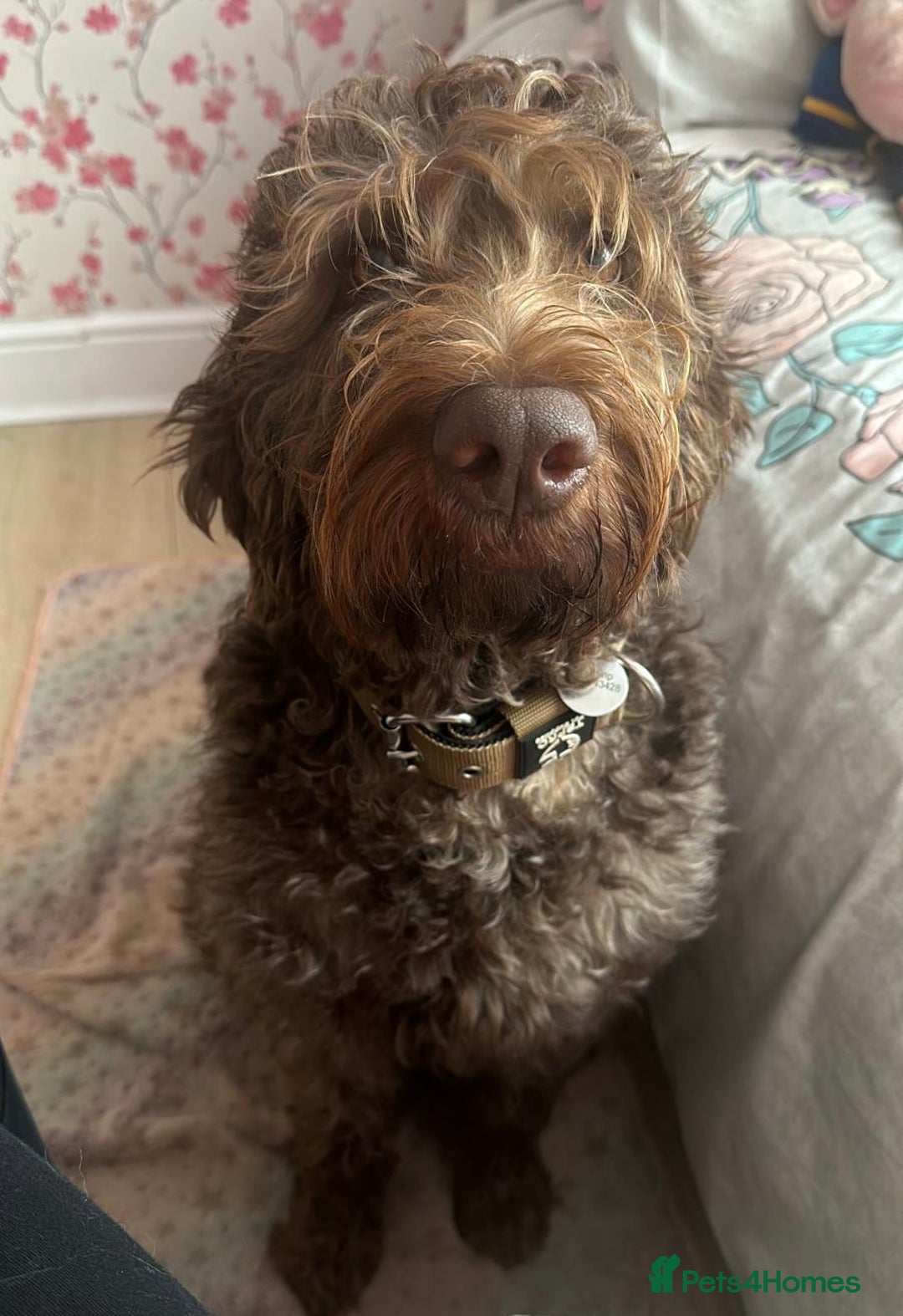 Labradoodle dogs for sale: Chocolate Labradoodle Male - Advert 4