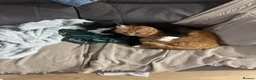 Mixed Breed cats for sale: Two lovely cats Tokyo and Ace in Walsall - Advert 2