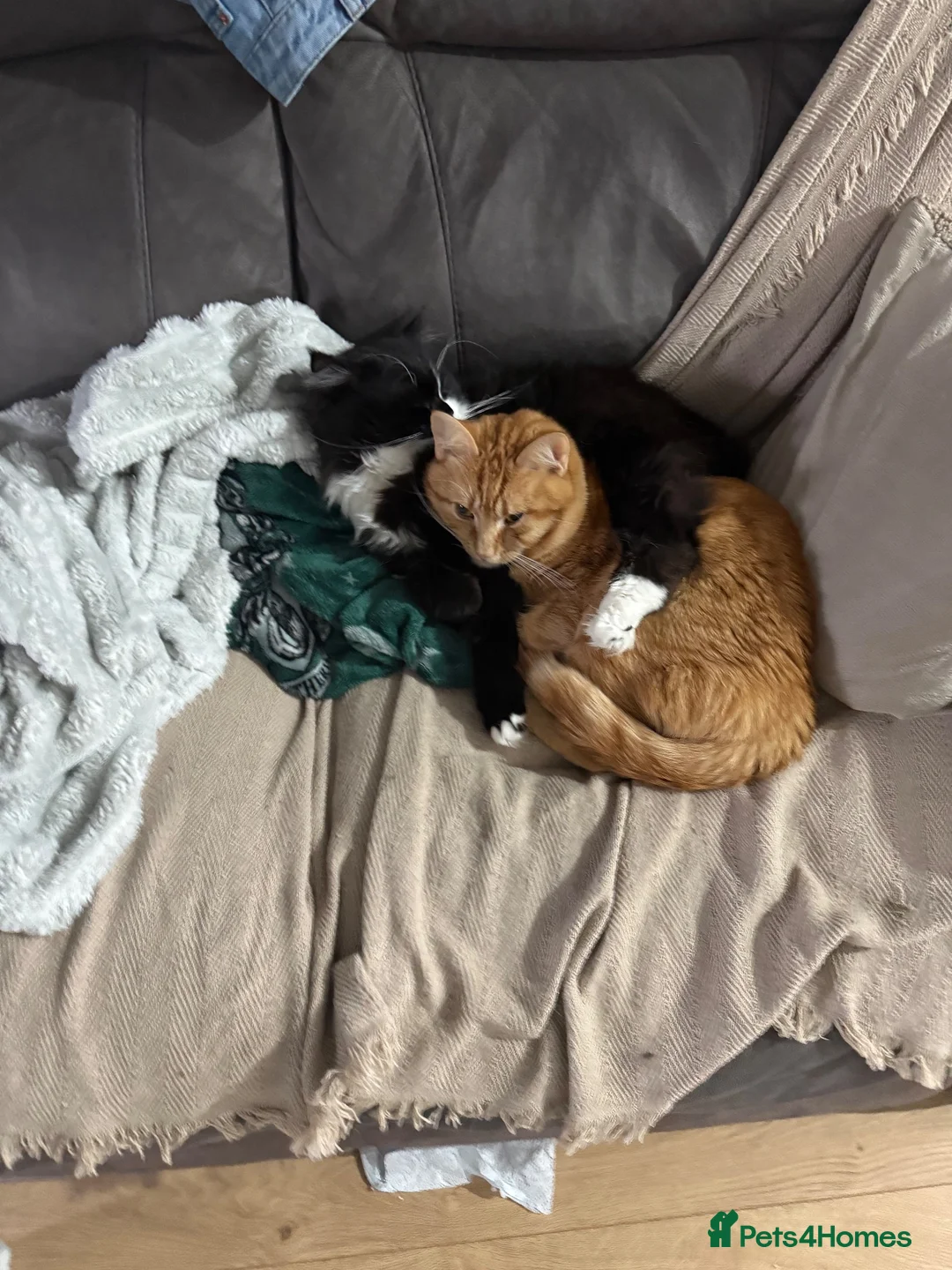 Mixed Breed cats for sale: Two lovely cats Tokyo and Ace in Walsall - Advert 2