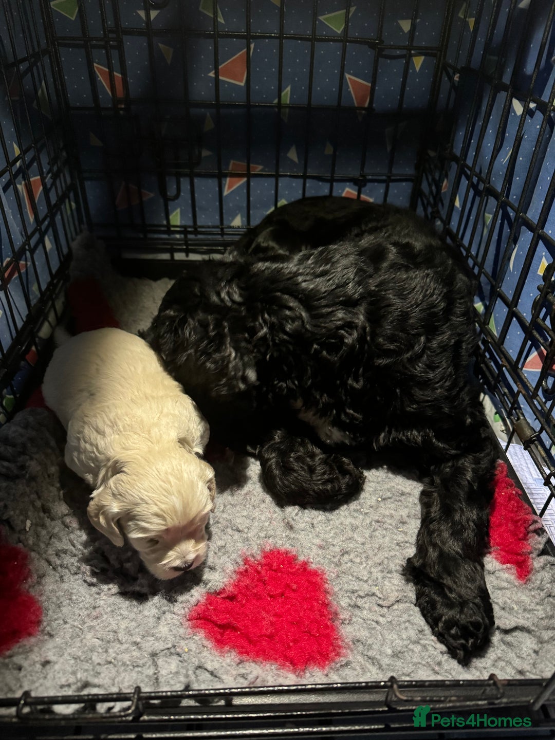 Cockapoo dogs for sale: Asian Toy Poodle X Cockapoo - Image 4