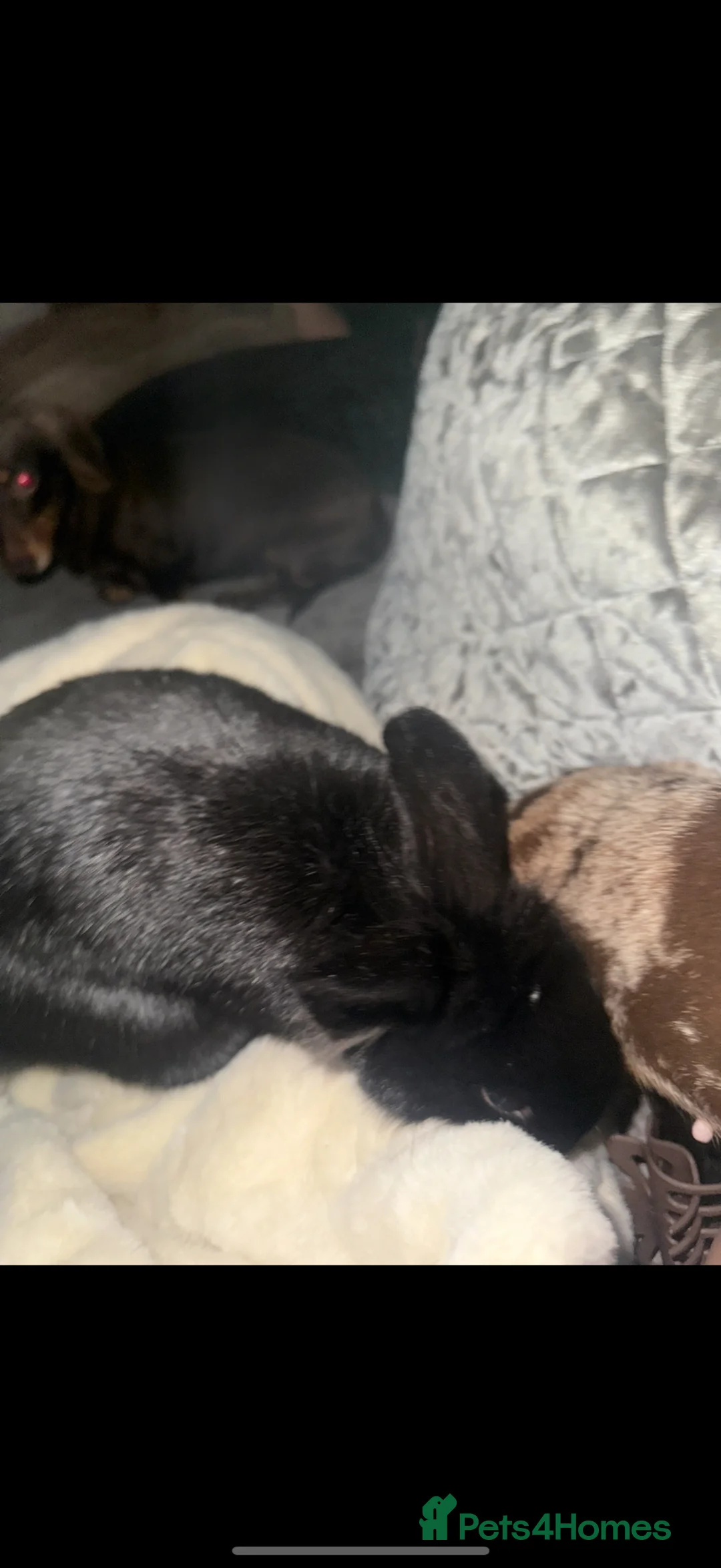 Mixed Breed rabbits for sale: Netherland dwarf and mini lion head - Advert 2