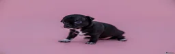 Chihuahua dogs for sale: 🐾Chihuahua Girls ready for forever loving homes - Advert 25