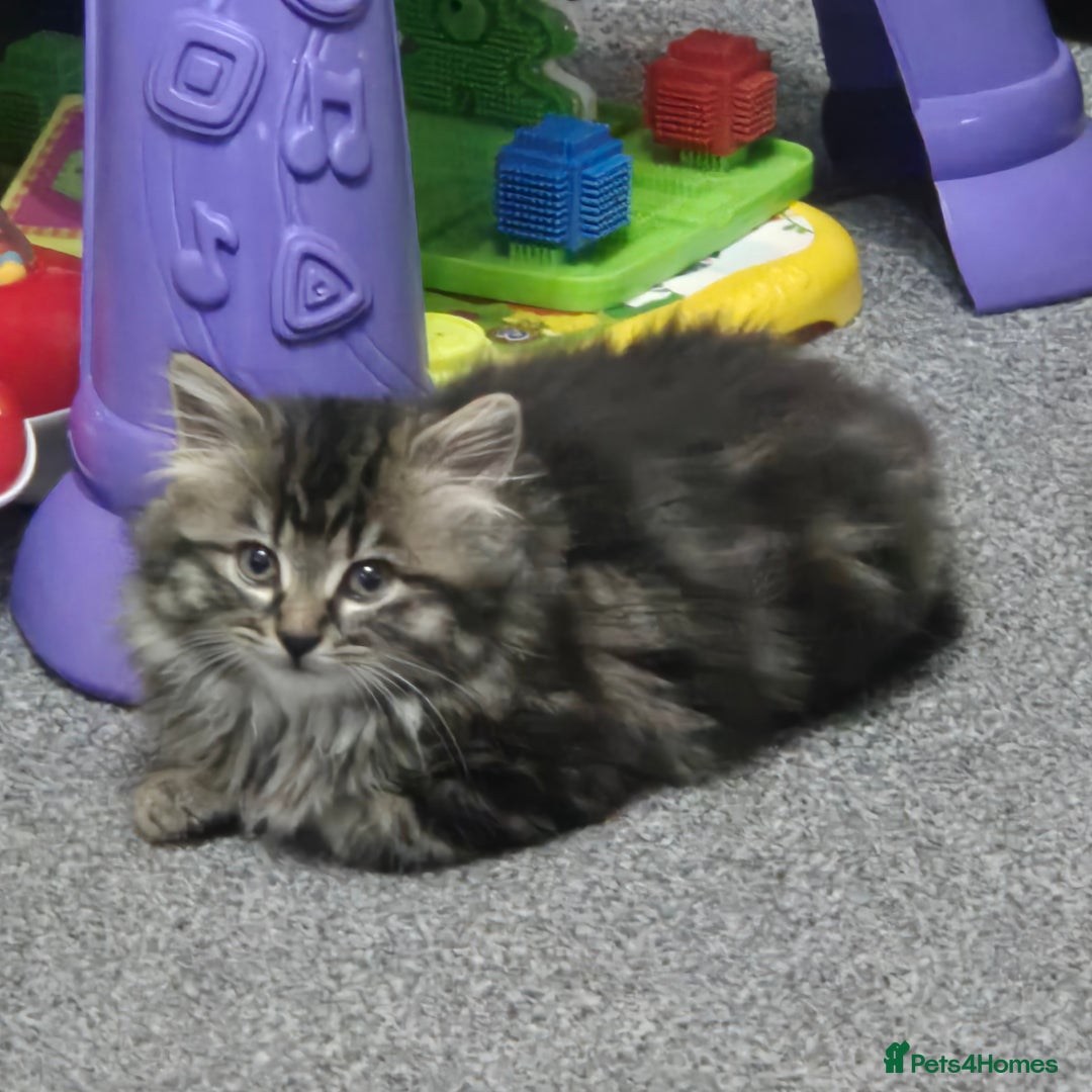 Mixed Breed cats for sale: Beautiful Mixed Breed Female Kitten - Image 7