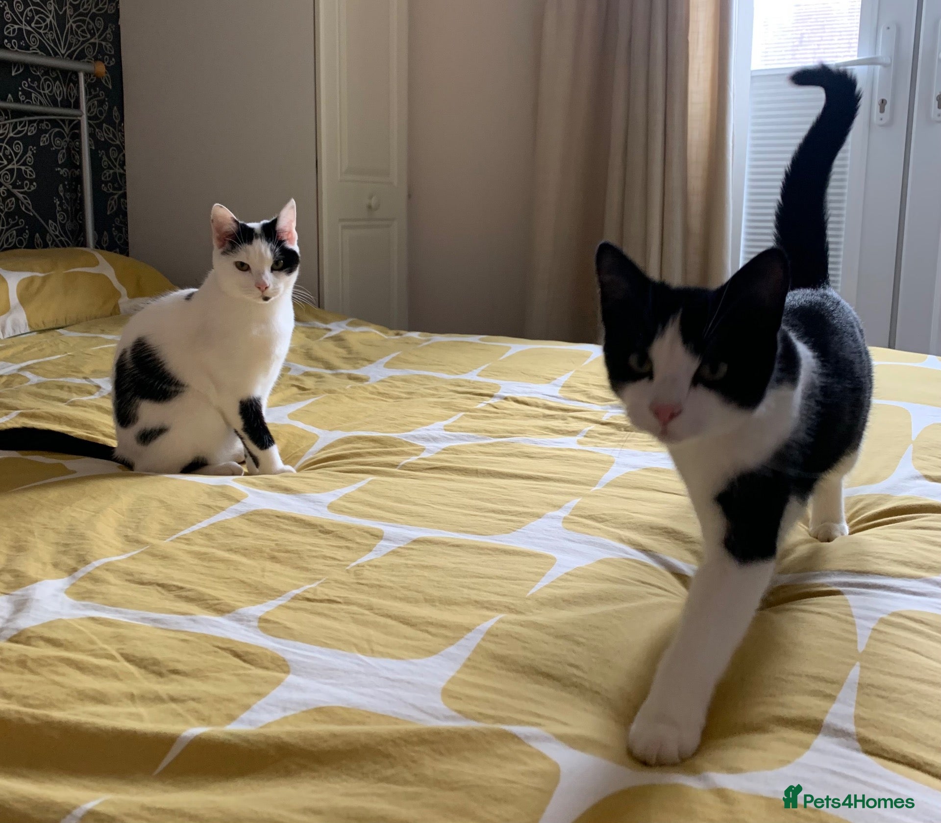 Mixed Breed cats Two Adorable Young Sister Cats for Sale - Advert 1