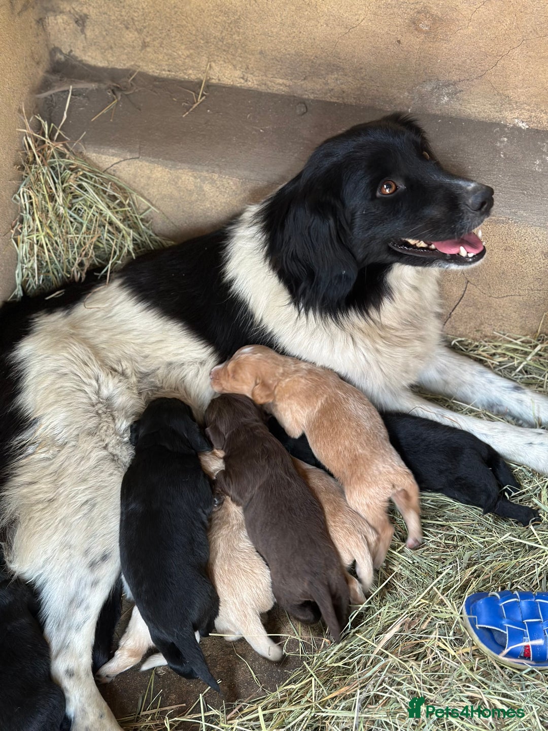 Mixed Breed dogs for sale: Naturally reared pups - Image 19