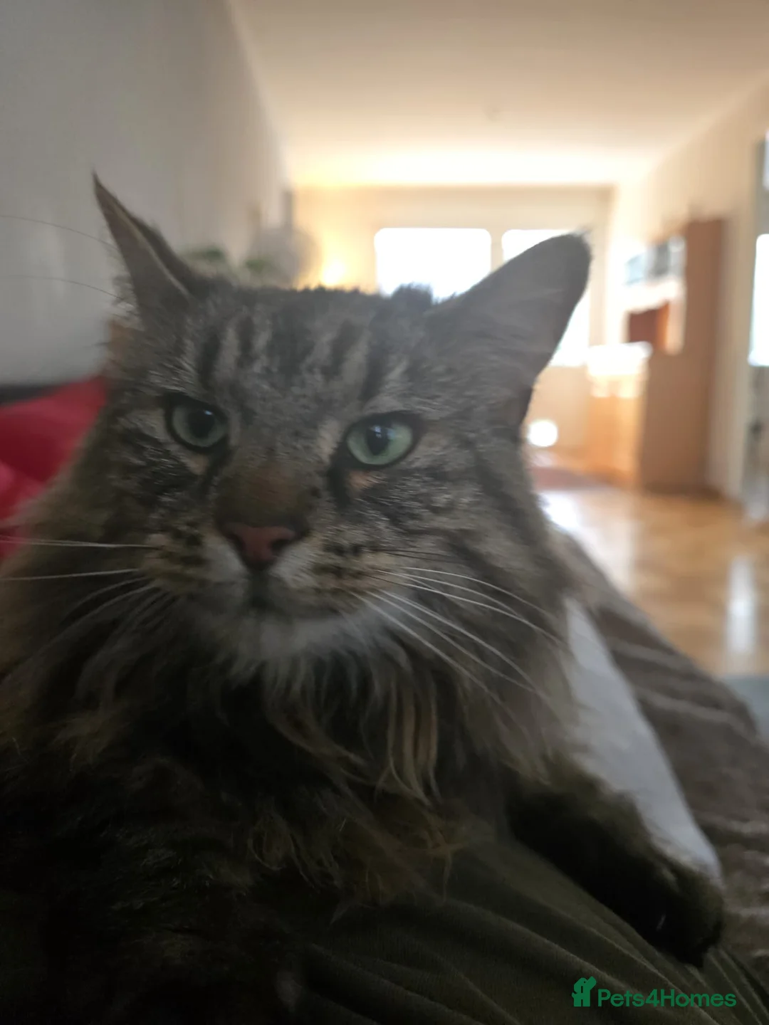 Mixed Breed cats for sale: Family of 2-3 Magical Long Hair Cats - Advert 15