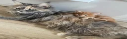 Maine Coon cats for sale: TICA Registered Full Maine Coon Kittens - Advert 15