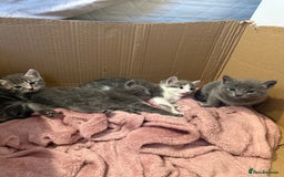 Mixed Breed cats for sale: Gorgeous kittens ready soon - 2 boys, 2 girls - Image 9
