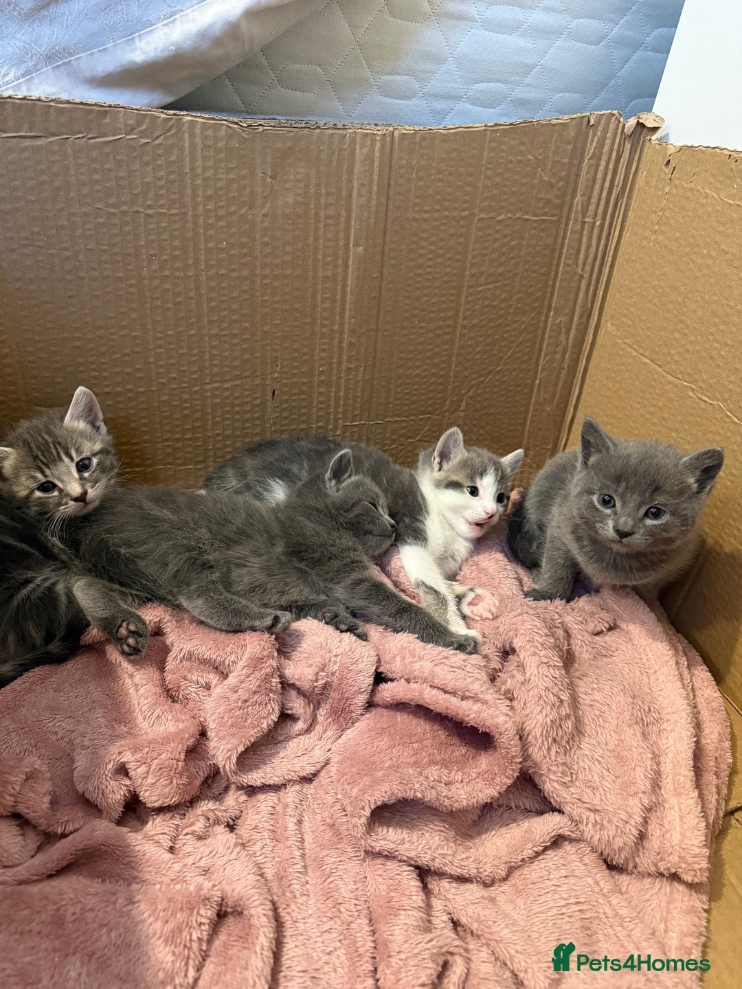 Mixed Breed cats for sale: Gorgeous kittens ready soon - 2 boys, 2 girls - Image 9