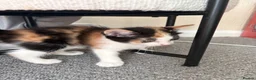 Mixed Breed cats for sale: Female Calico Kitten - Advert 15