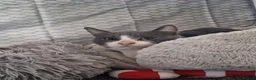 Mixed Breed cats for adoption: Thor for adoption in Leighton Buzzard - Advert 2