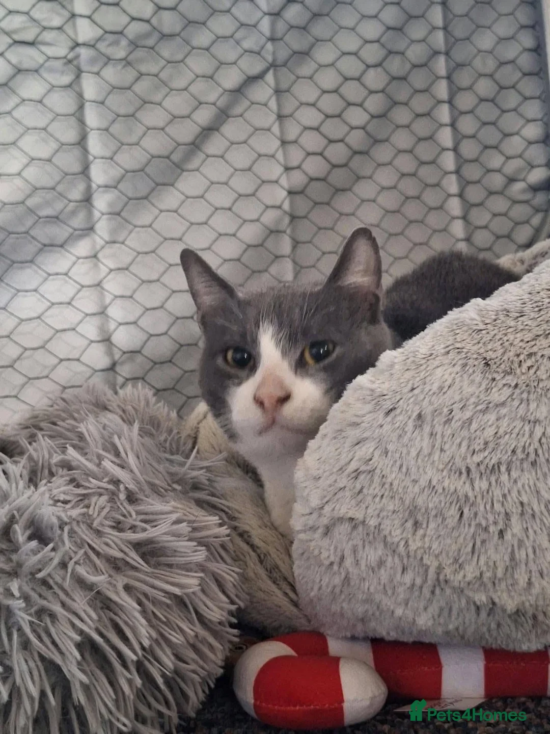 Mixed Breed cats for adoption: Thor for adoption in Leighton Buzzard - Advert 2