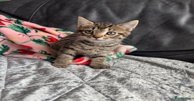 Mixed Breed cats  kittens  - Advert 6