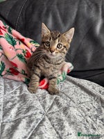 Mixed Breed cats kittens - Advert 6