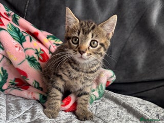 Mixed Breed cats kittens - Advert 15