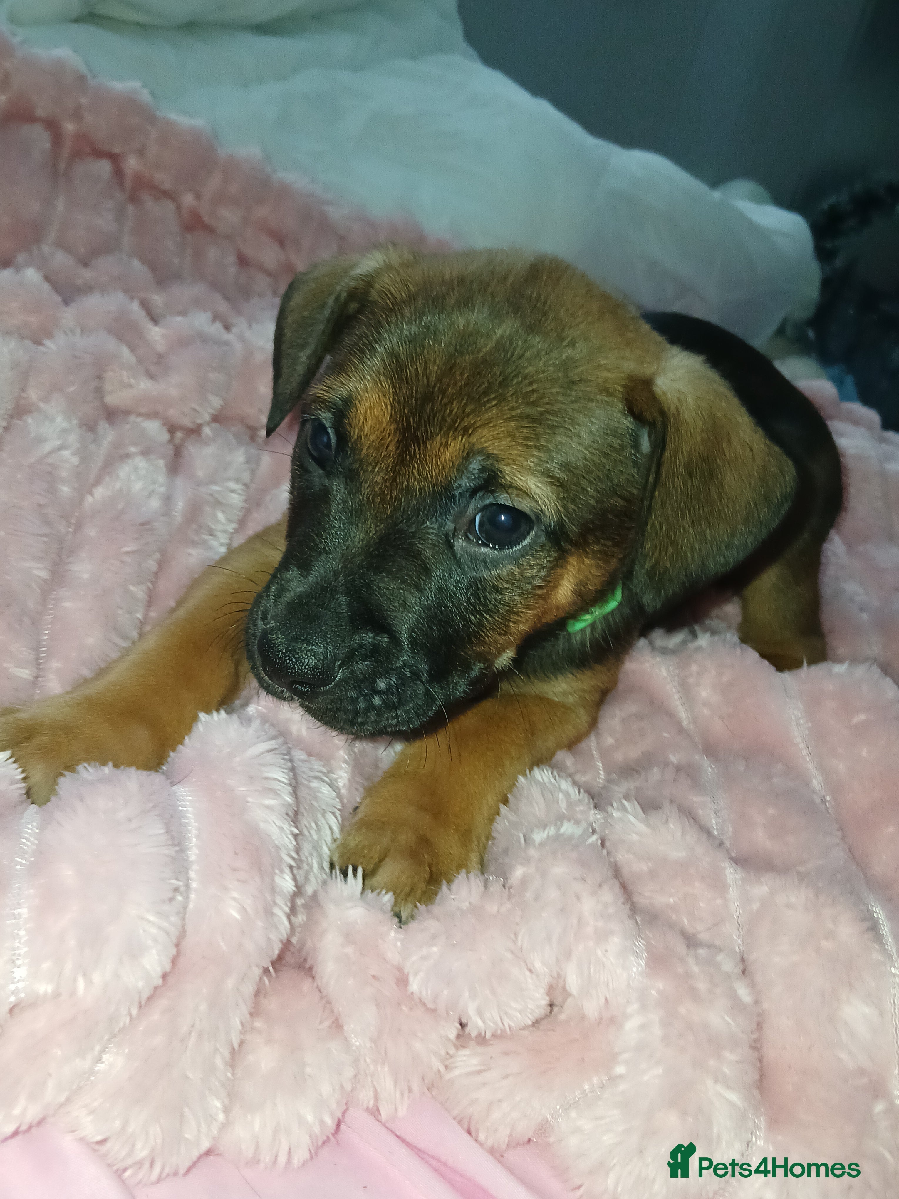 Mixed Breed dogs for sale: K1 bullherder  - Advert 1