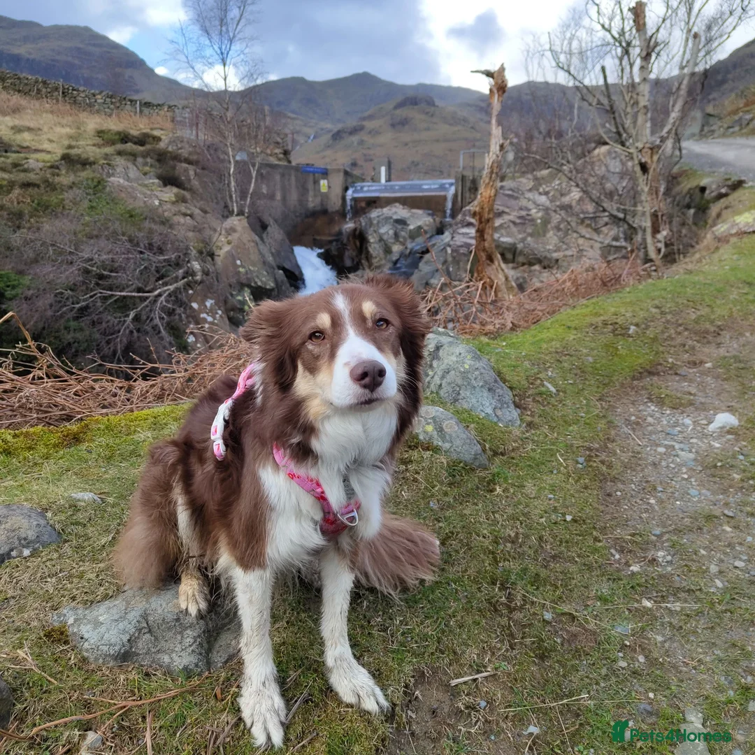 Border Collie dogs for sale: Red and white border collie  in Broughton-in-Furness - Advert 2