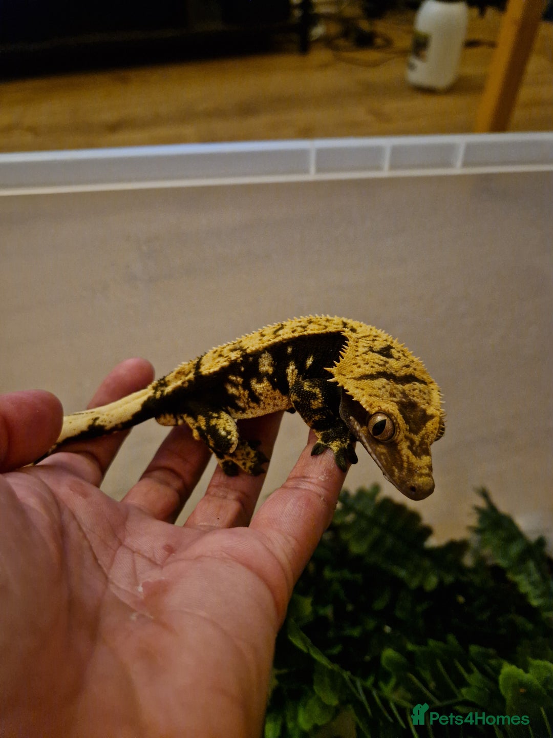 Gecko reptiles for sale: Dark Het Axanthic Male Crested Gecko - Image 3